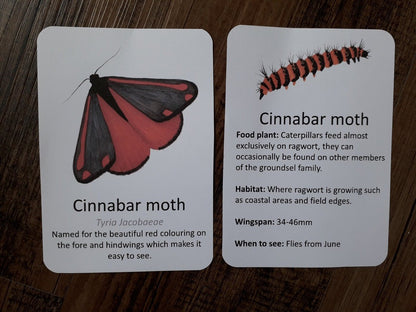 Butterflies and Moths A7 cards