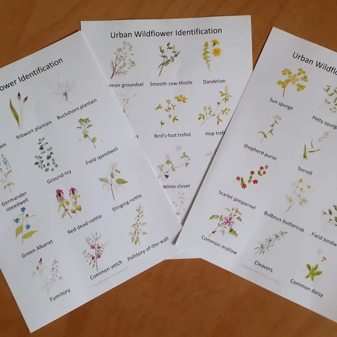 Urban Wildflower Flashcards - PDF - At the Cherry Tree