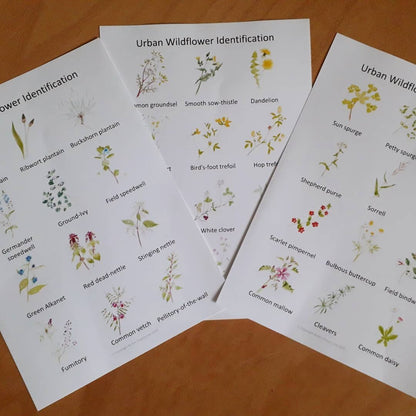 Urban Wildflower Flashcards - PDF - At the Cherry Tree