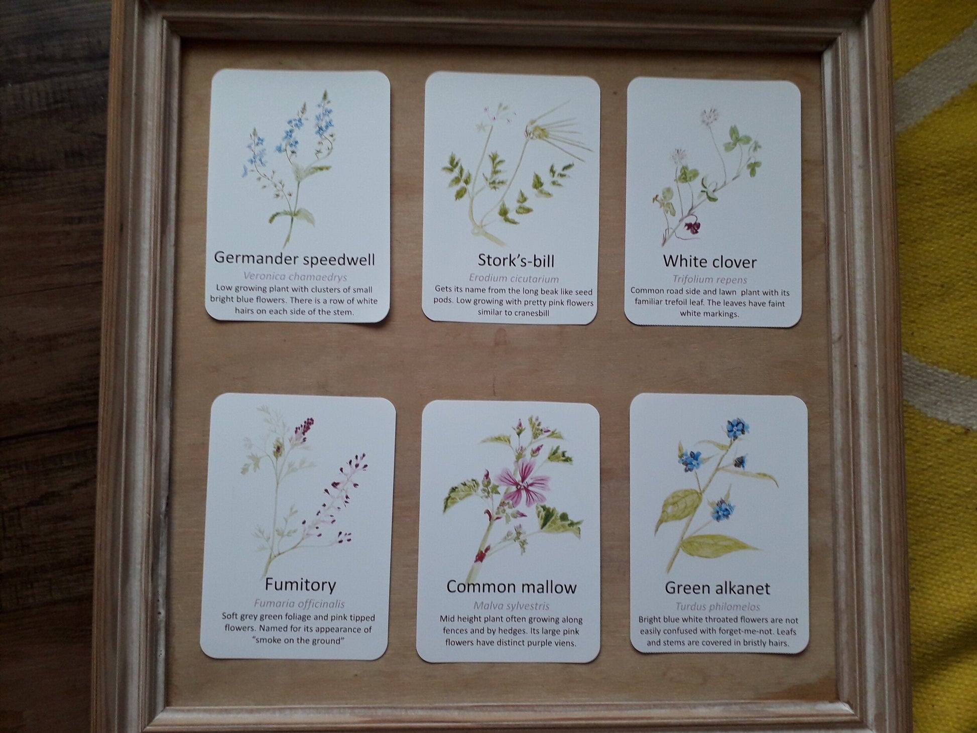 Urban Wildflower Flashcards - PDF - At the Cherry Tree