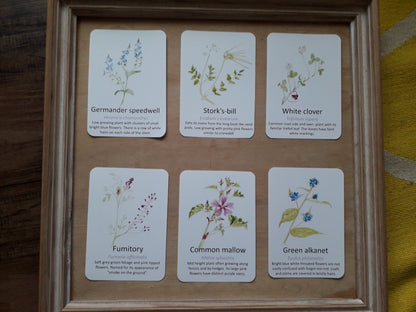 Urban Wildflower Flashcards - PDF - At the Cherry Tree