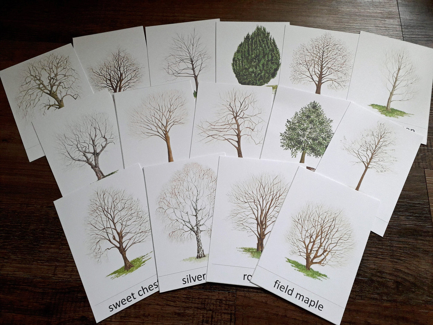Winter Trees Montessori pack - PDF - At the Cherry Tree