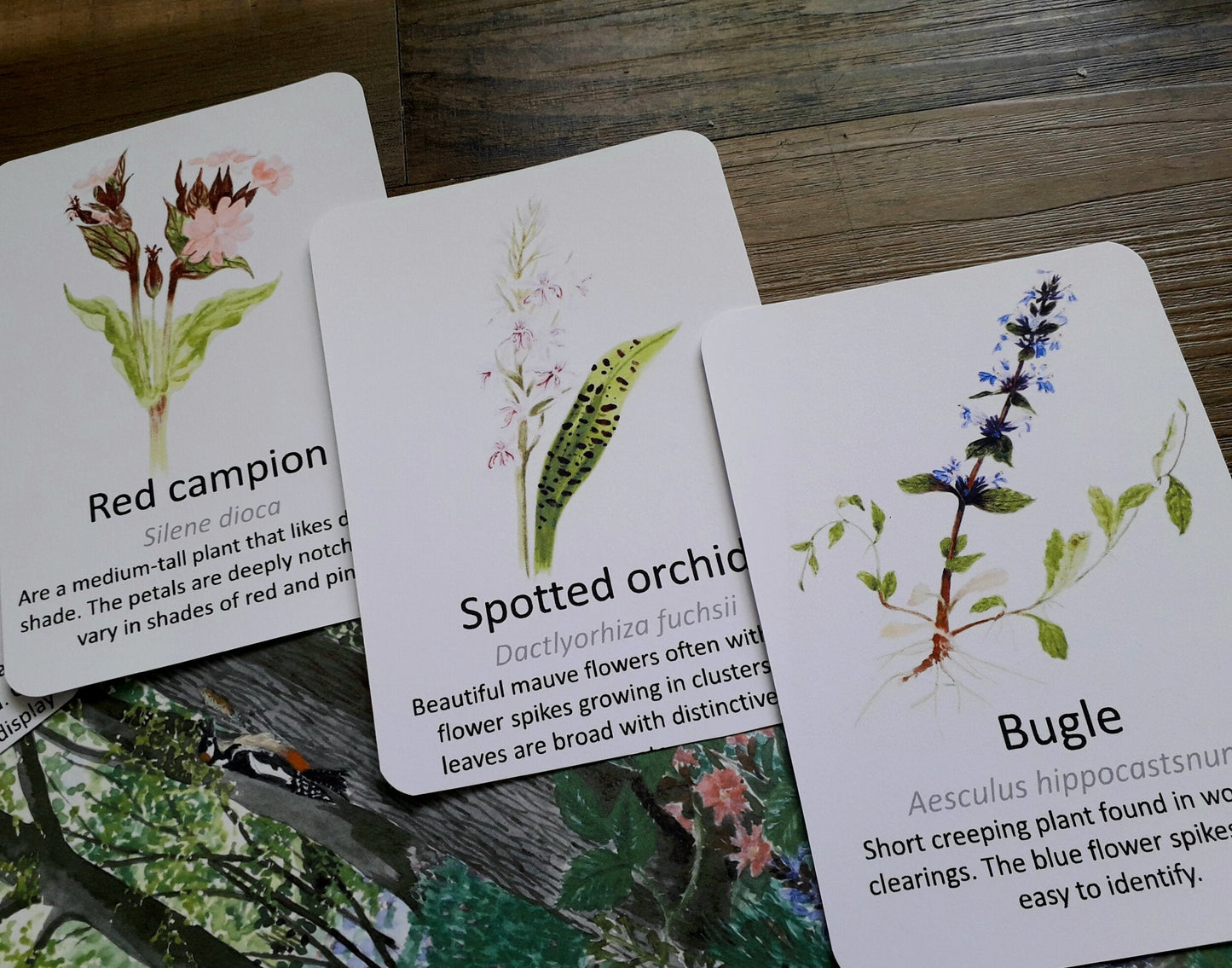 Woodland Spot and Find Pack - PDF - At the Cherry Tree