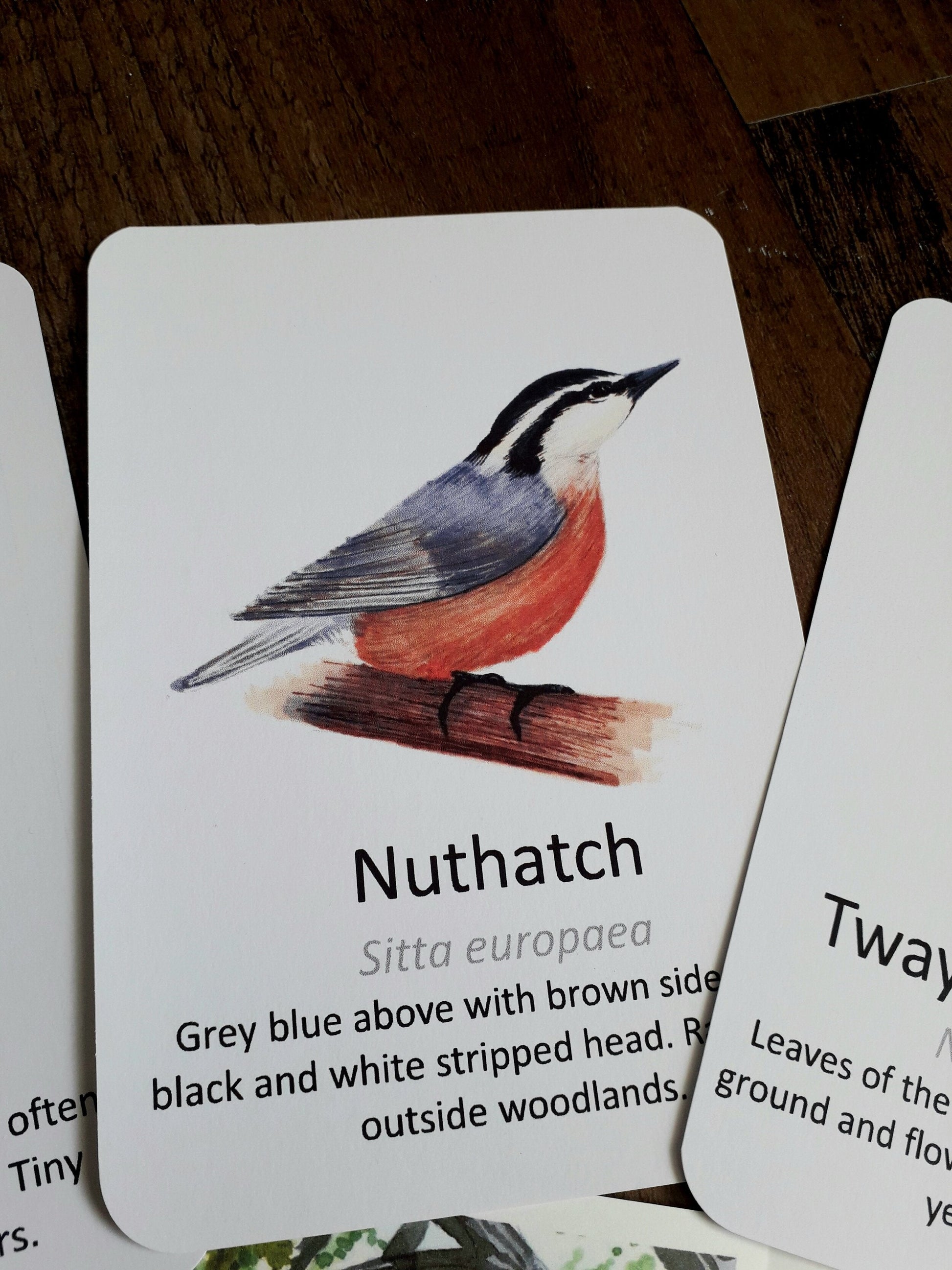 Woodland Spot and Find Pack - PDF - At the Cherry Tree