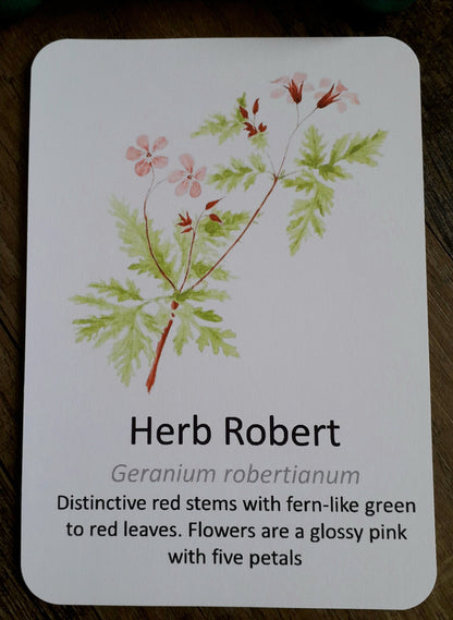 Woodland Wildflower Flashcards - PDF - At the Cherry Tree